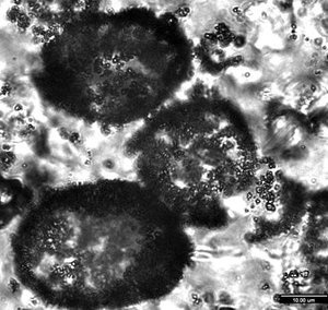 Illustration for article titled How the World's Oldest Fossils Could Give Clues About Life on Mars
